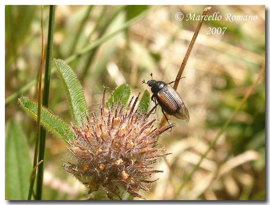 A spasso sulle Alpi Marittime:18.Omaloplia ruricola nicolasi